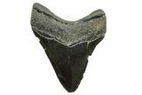 Megalodon Tooth - South Carolina #375976-1